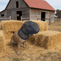 Thumbnail for Dog wearing a fly mask standing among hay bales in front of a barn.
